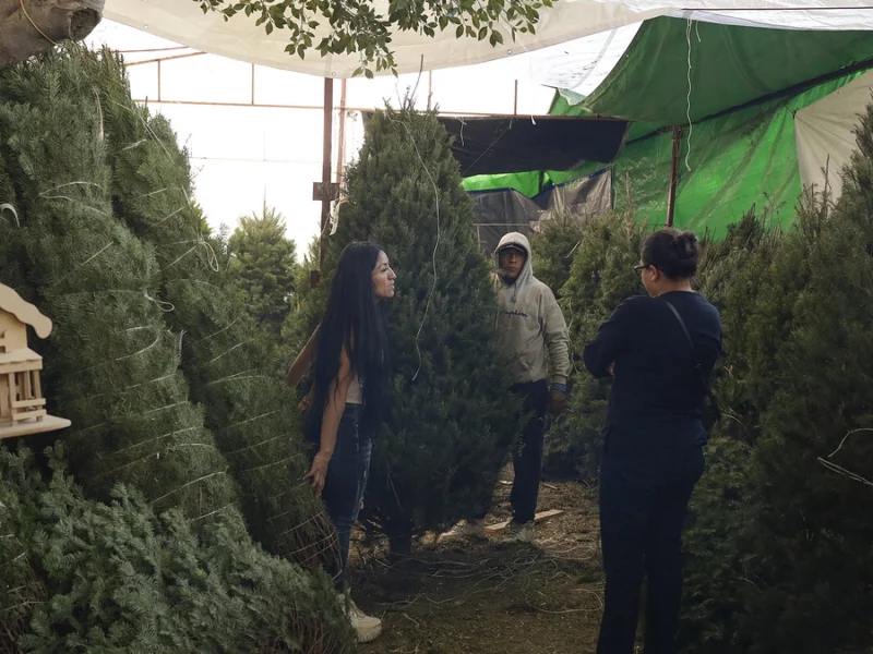 Africam Safari te regala un boleto 2x1 si reciclas tu árbol de Navidad 