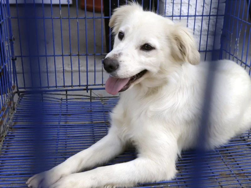 Instauran el Día Municipal de los Animales y el Día Municipal del Perro en Puebla  