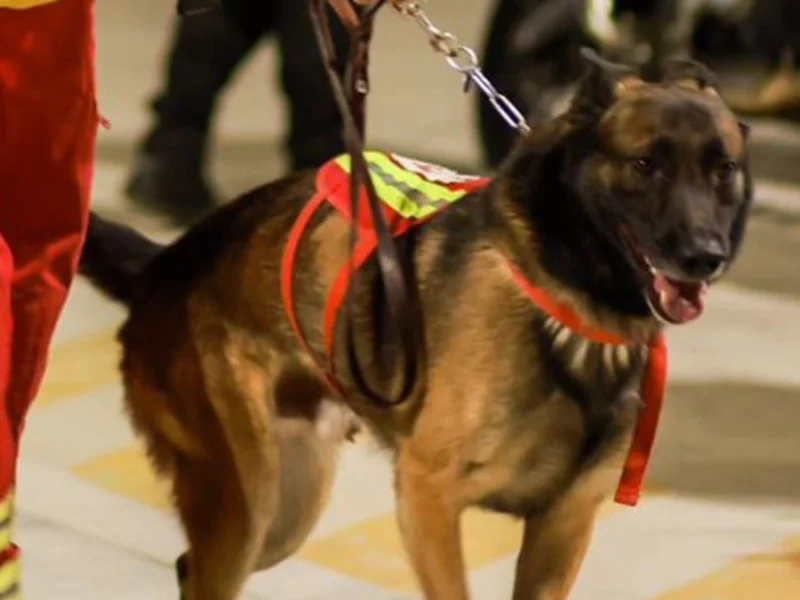 ¡Adiós a otro héroe! Falleció Rex, perrito rescatista que ayudó en el sismo del 19S 