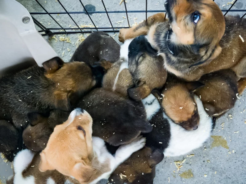 ¡Indignante! Queman vivos a cachorros en San Pedro Cholula 