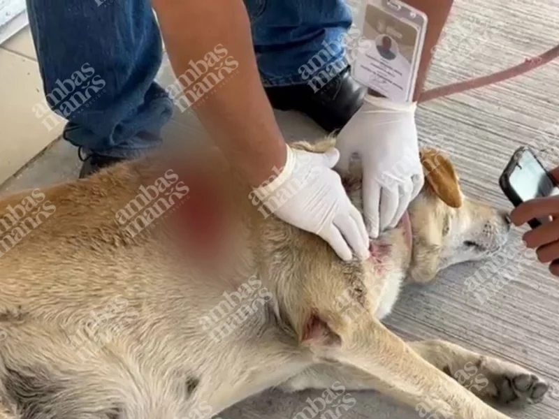 Agreden a machetazos a la perrita “Gordita” en Cuautlancingo  