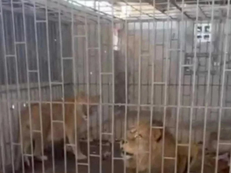 Catean una casa en Oriental y encuentran dos leones