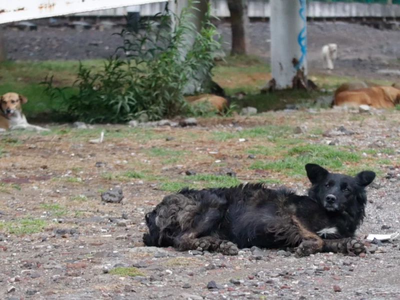 De 300 reportes por maltrato animal, solo 63 terminaron en denuncia: IBA