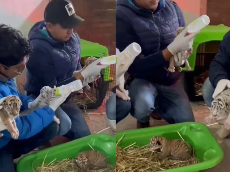 Nacen cachorros de tigre de bengala en el Parque Animalia de Xicotepec  