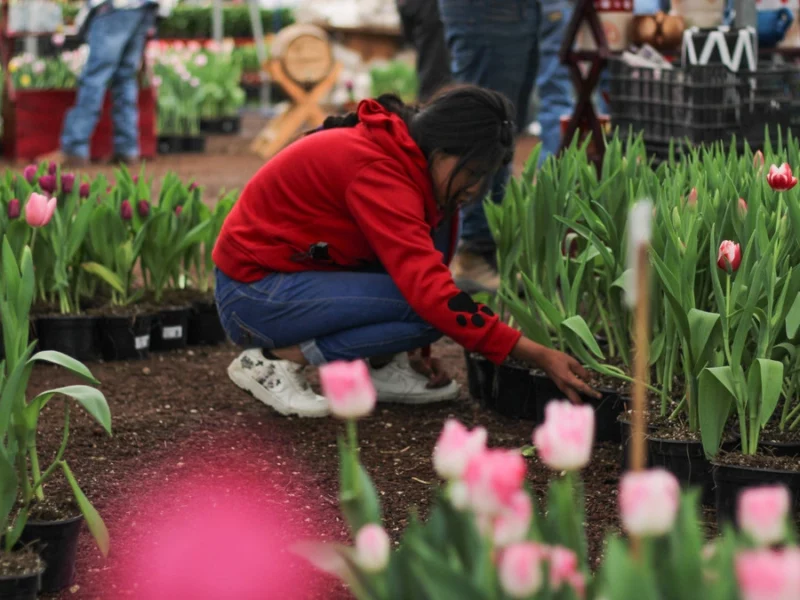 Esta es la nueva variedad de tulipanes en Atlixco para este 14 de febrero