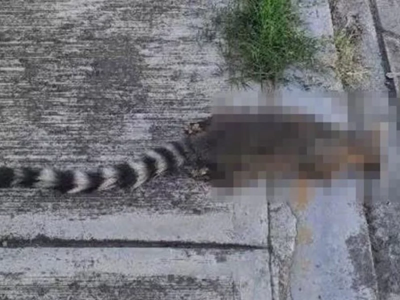 Denuncian envenenamiento de cacomixtles en San Pedro Cholula  