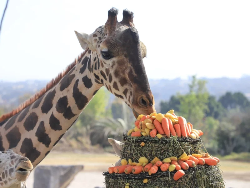Africam Safari estrenará documental de la jirafa Benito a un año de su rescate