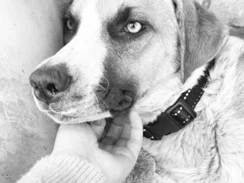 Muere Chichi después de que sus cachorros fueran quemados vivos en Cholula