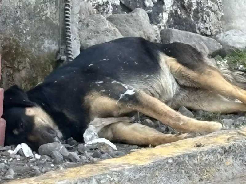 Envenena a cinco perros en La Magdalena Axocopan, Atlixco
