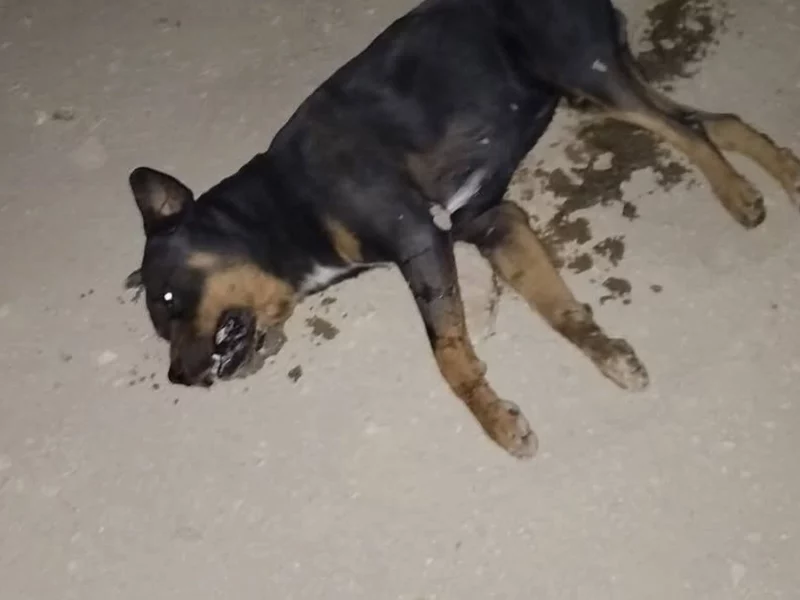 Otra vez encuentran perros envenenados en Puebla, ahora en Coxcatlán