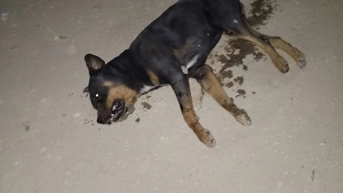 Otra vez encuentran perros envenenados en Puebla, ahora en Coxcatlán