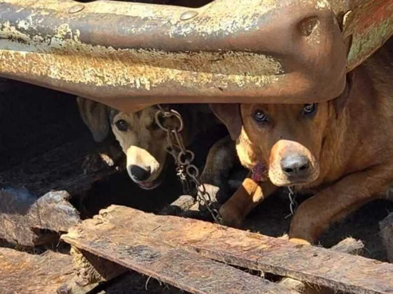 Rescatan a más de 100 perros de una carnicería en Estado de México  