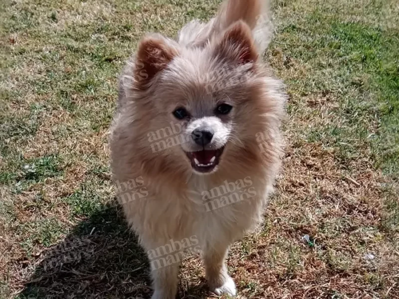 Se roban a un pomerania en Puebla y lo devuelven muerto a través de DiDi  