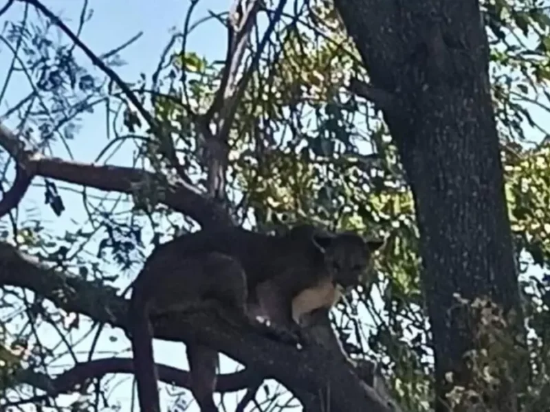 Sacan al puma Jorge del zoológico de Tehuacán y lo envían a Africam Safari