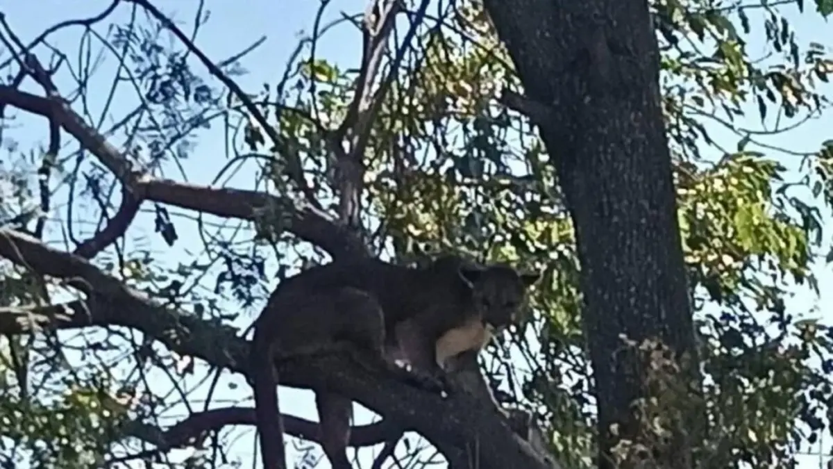 Sacan al puma Jorge del zoológico de Tehuacán y lo envían a Africam Safari