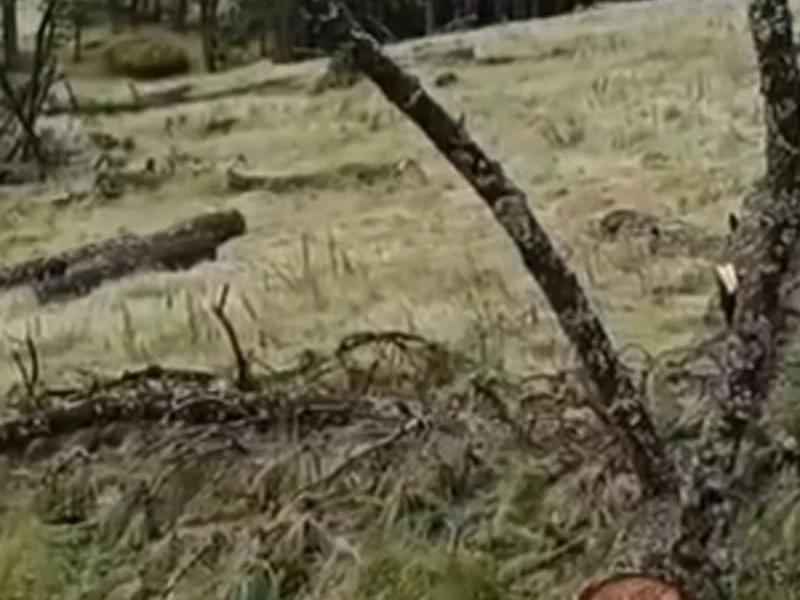 VIDEO: Tala masiva de árboles en bosque de Chilchotla