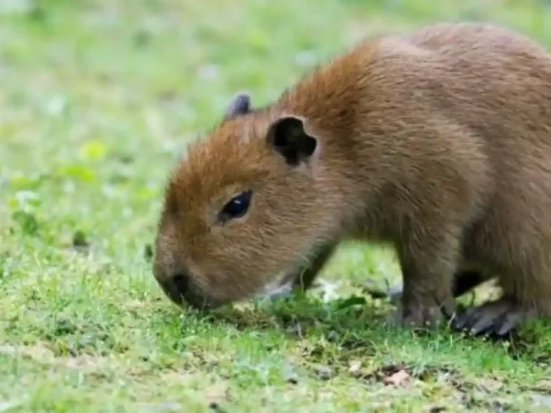 Cría de capibara.