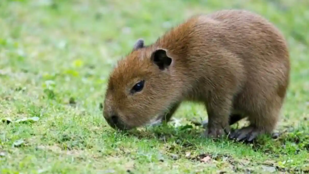 Cría de capibara.