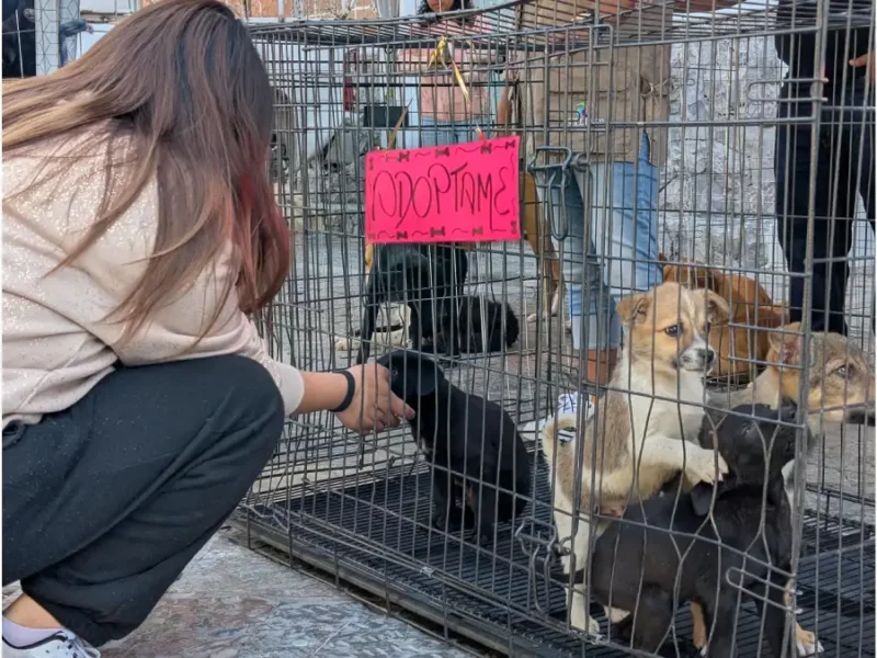 Ariadna Ayala impulsa adopción de lomitos rescatados en Atlixco