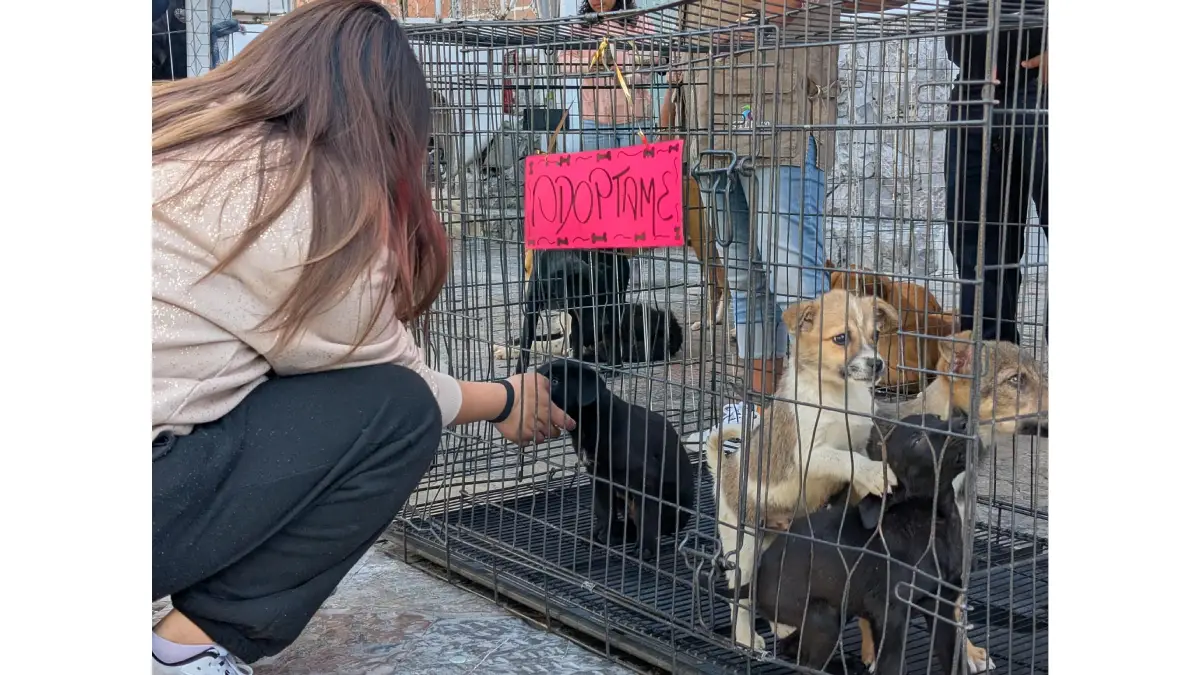 Ariadna Ayala impulsa adopción de lomitos rescatados en Atlixco