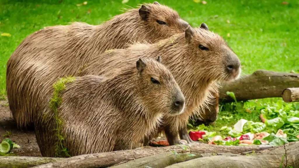 Tres capibaras comiendo lechuga y vegetales.