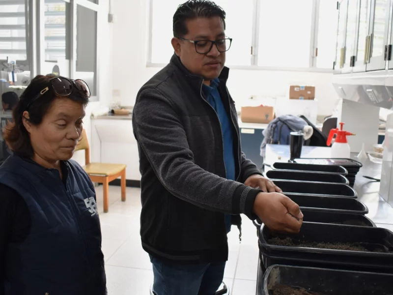 Estudian el comportamiento biológico de la plaga conocida como “gallina ciega”