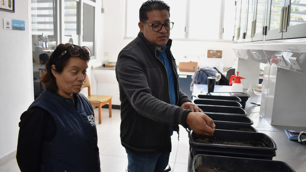 Estudian el comportamiento biológico de la plaga conocida como “gallina ciega”