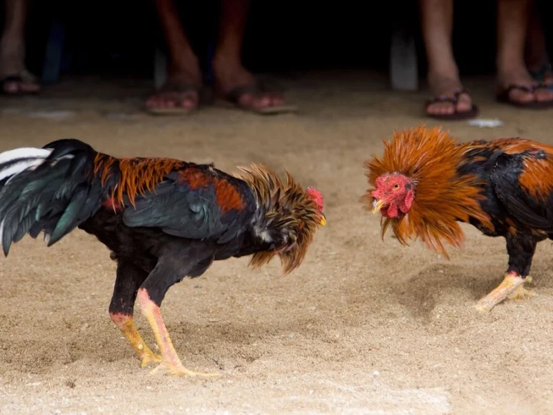¡Oficial! No habrá peleas de gallos en el Palenque de la Feria de Puebla 2025 