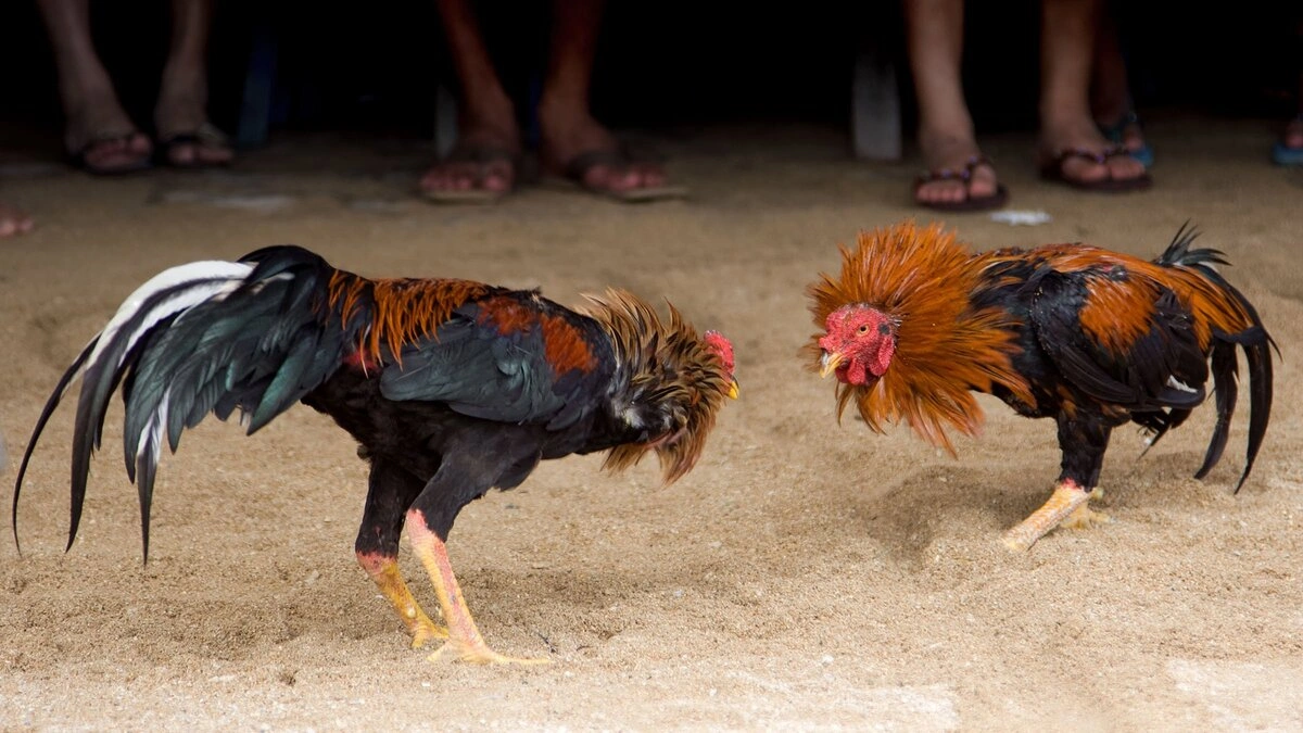 ¡Oficial! No habrá peleas de gallos en el Palenque de la Feria de Puebla 2025 