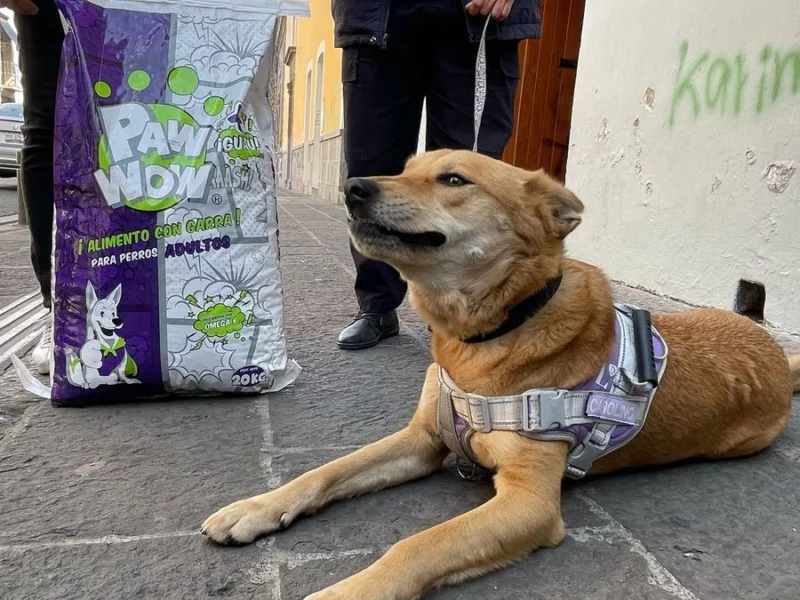 Esta es la verdadera historia de la “expulsión” de Carolino, el perrito de la BUAP