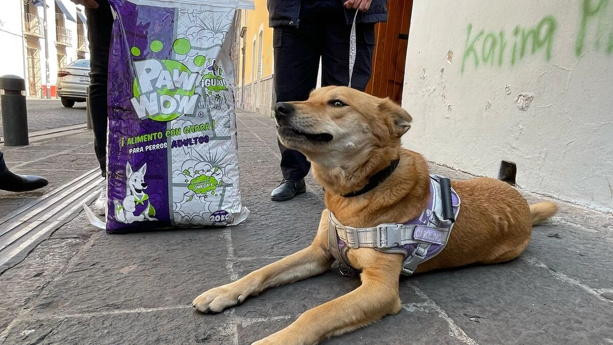 Esta es la verdadera historia de la “expulsión” de Carolino, el perrito de la BUAP