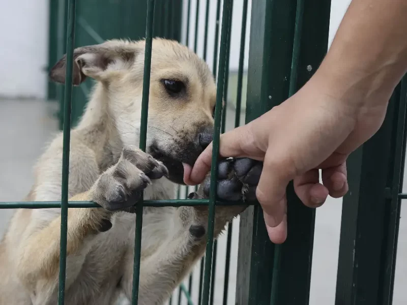 Así puedes denunciar el maltrato animal en Atlixco