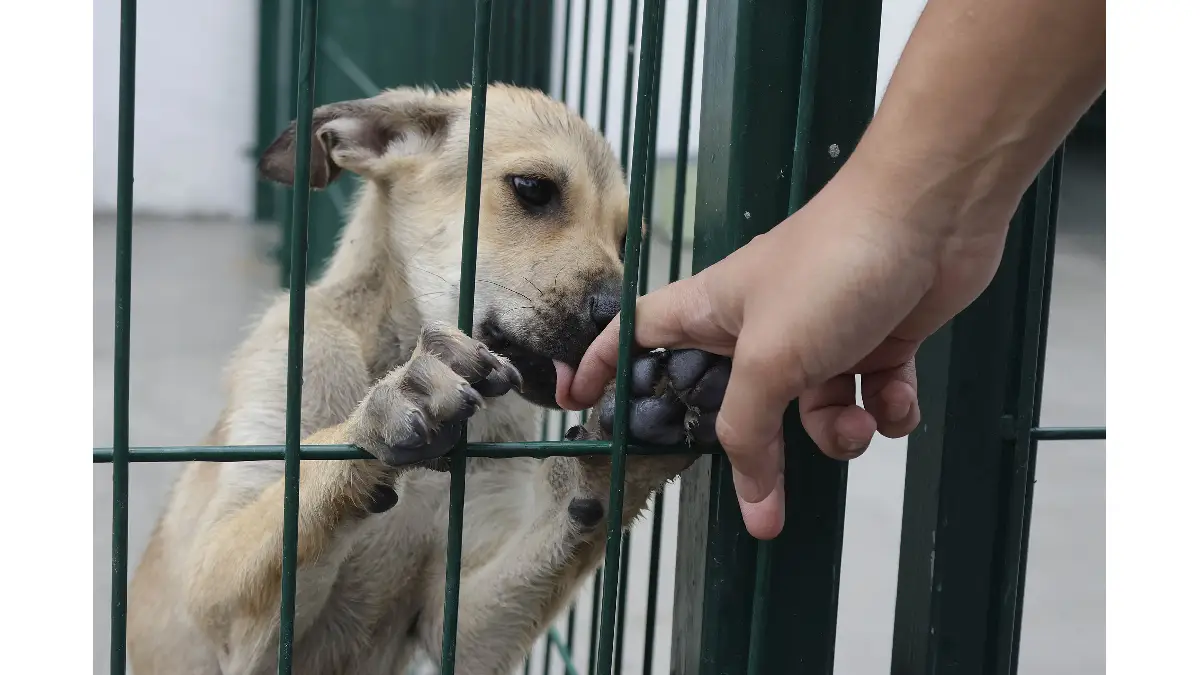 Así puedes denunciar el maltrato animal en Atlixco