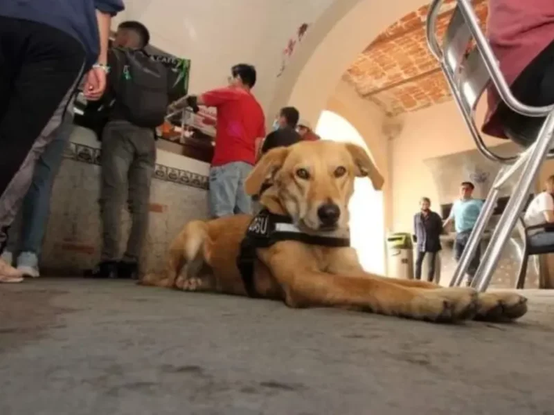 Estudiantes sacan al perrito Carolino de la Facultad de Filosofía de la BUAP