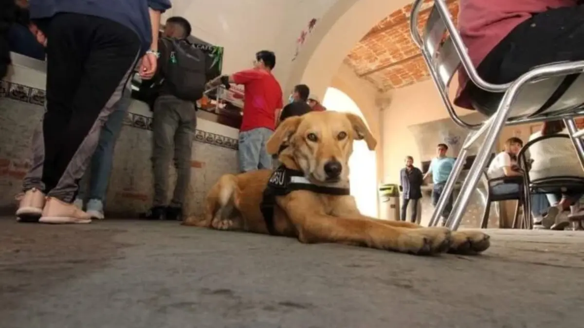 Estudiantes sacan al perrito Carolino de la Facultad de Filosofía de la BUAP