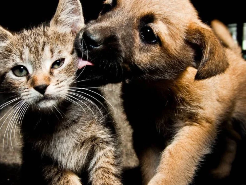 Lanzan licitación para incinerar animales que mueran atropellados en Puebla 