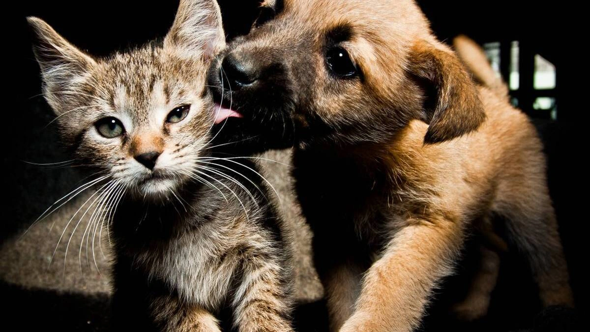 Lanzan licitación para incinerar animales que mueran atropellados en Puebla 