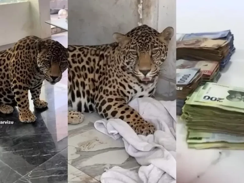 Killer, el jaguar de TikTok que vivía en medio de dinero y excesos en Puebla