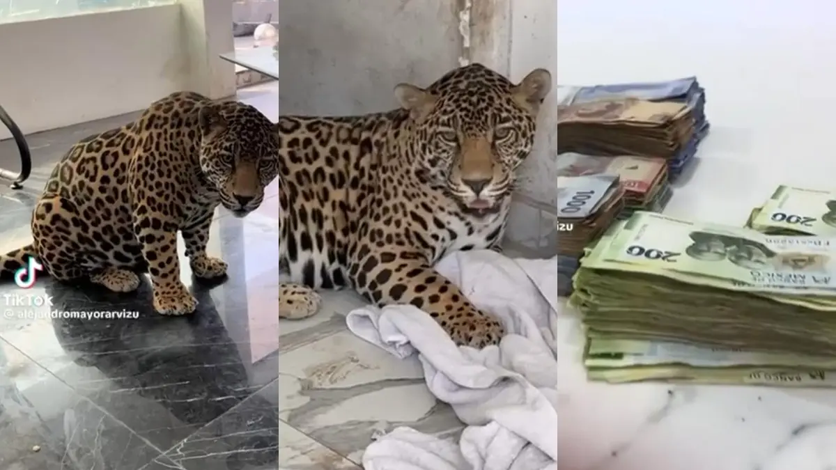 Killer, el jaguar de TikTok que vivía en medio de dinero y excesos en Puebla