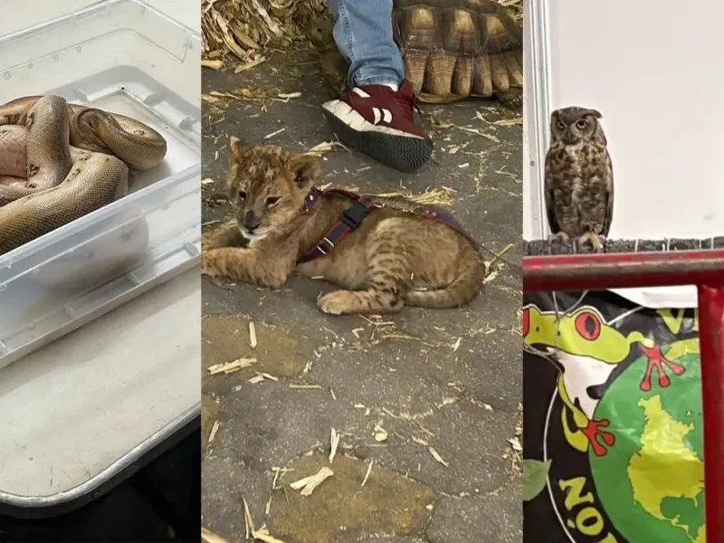 Indignación en Acatzingo: edil permite la explotación de animales exóticos en la feria