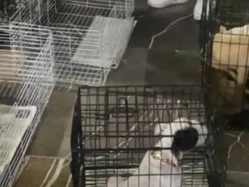 Decomisan 12 animales a la venta en la vía pública en Analco  