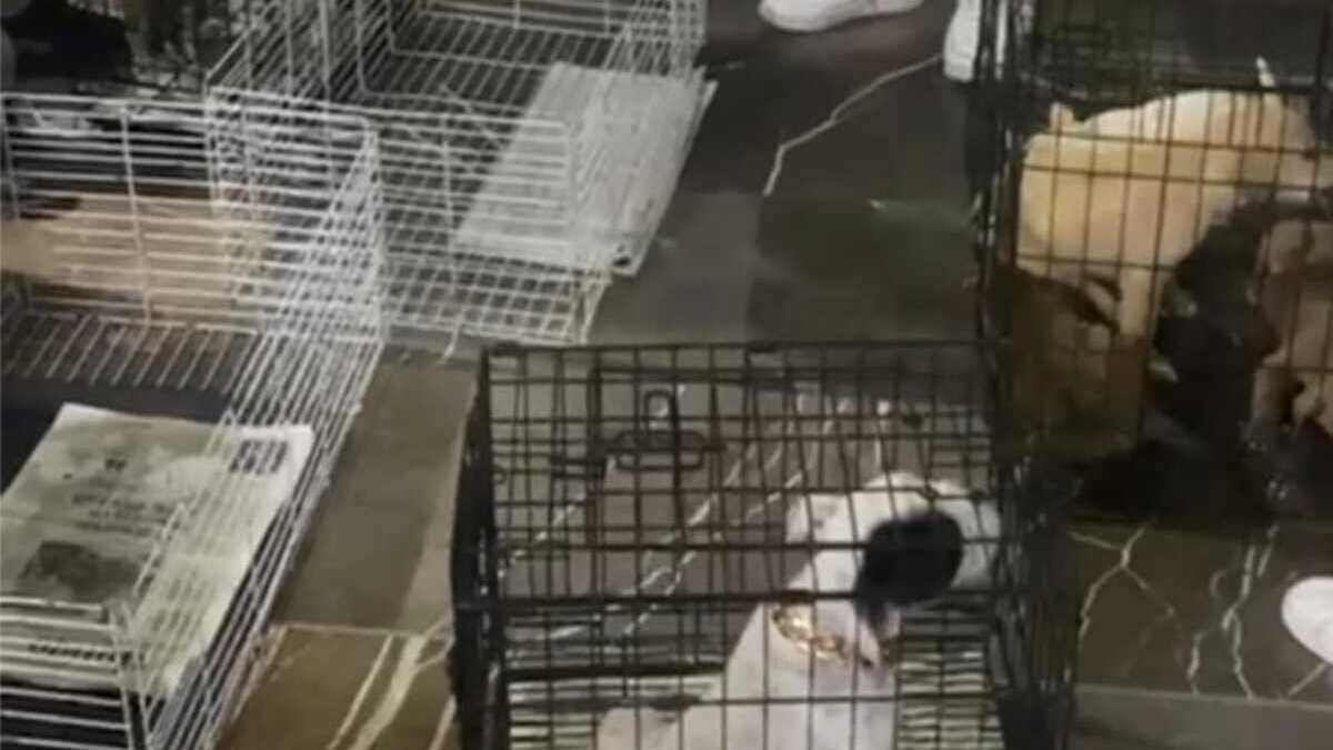 Decomisan 12 animales a la venta en la vía pública en Analco  
