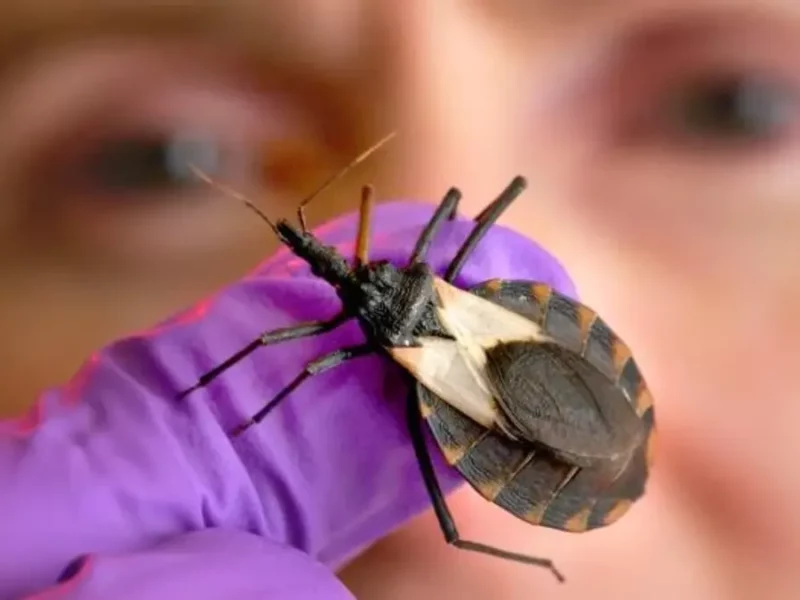 Enfermedad de Chagas: síntomas y recomendaciones  
