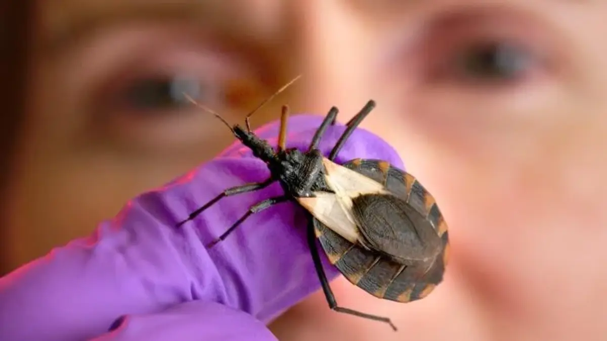 Enfermedad de Chagas: síntomas y recomendaciones  