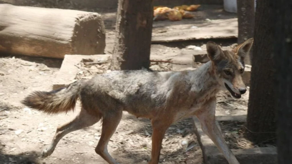 Los cinco coyotes que nacieron en el área natural protegida “Flor del Bosque” están sanos.