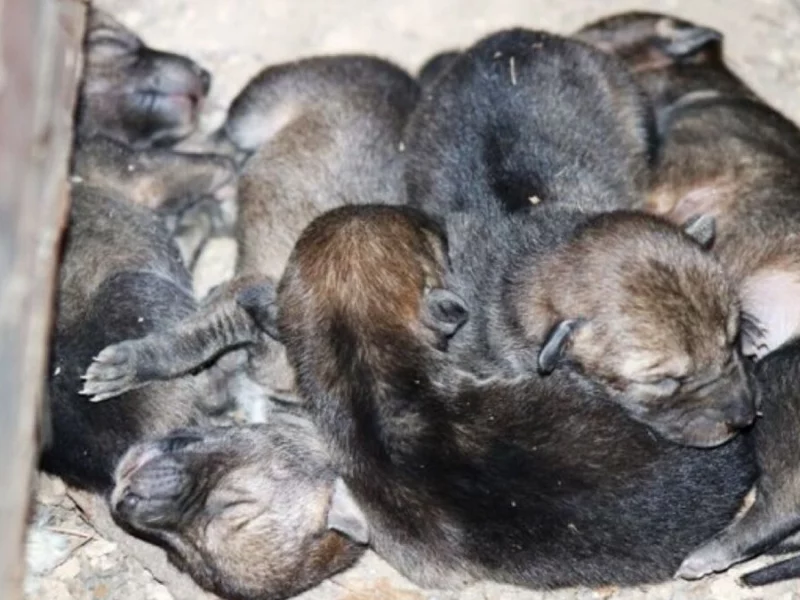 ¡Buenas noticias! Nacieron cinco coyotes en Flor del Bosque  
