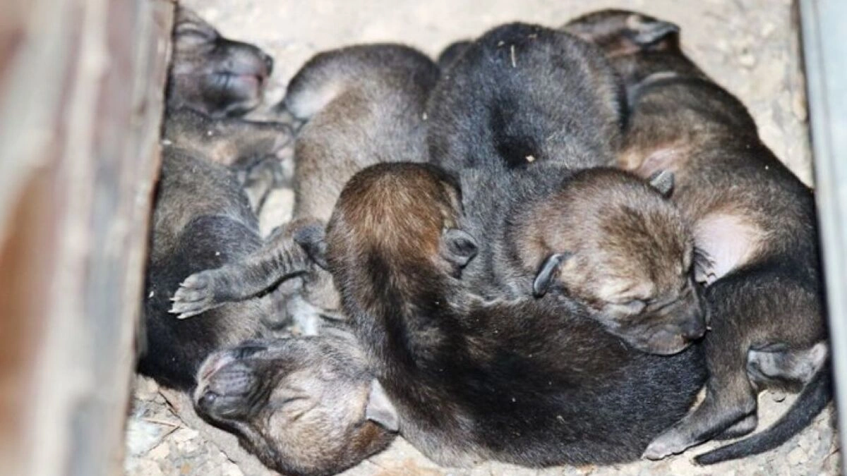 ¡Buenas noticias! Nacieron cinco coyotes en Flor del Bosque  