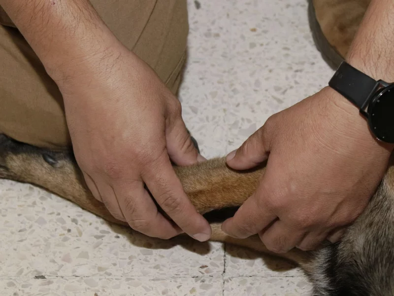 IBA y FGE investigarán casos de crueldad contra perros en Tehuacán  