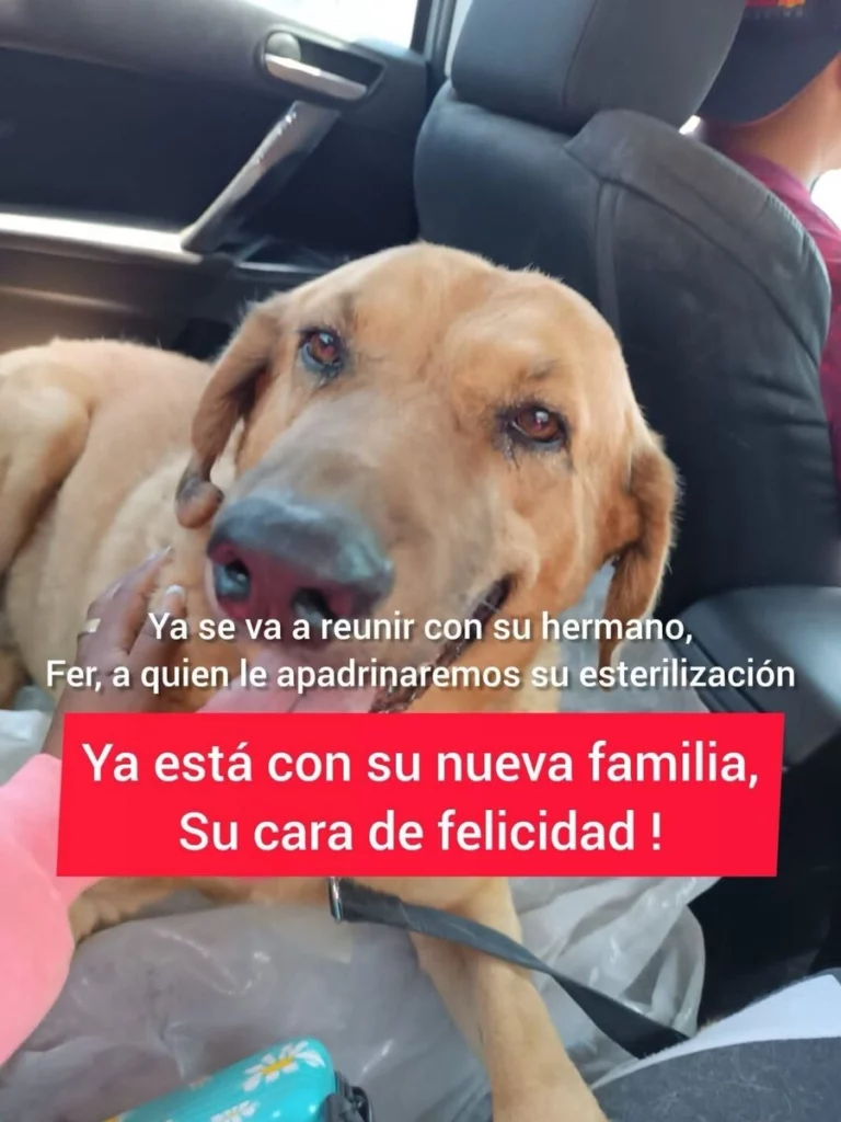 La FGE investigará los casos de crueldad de perros en Tehuacán.