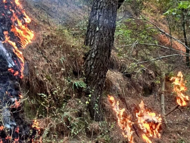 SSP detiene a dos ecocidas por provocar incendios forestales en Puebla  
